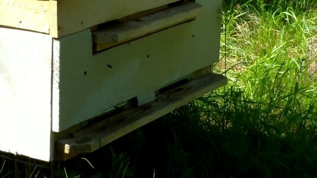 Как просто привлечь (заманить) пчел в пустой улей или ловушку смотреть онлайн