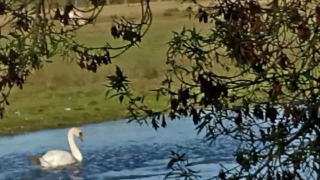 Лебединое озеро, 08 10 2021 🙀🐶🐥 смотреть онлайн
