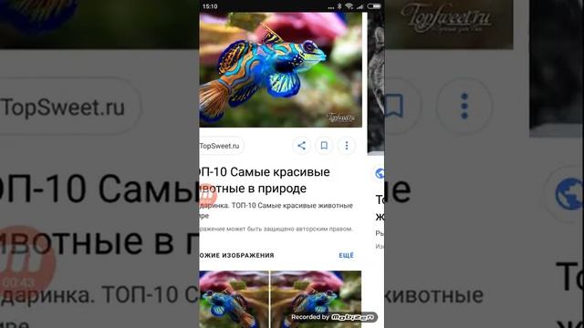ТОП-30 самых красивых животных в мире смотреть онлайн
