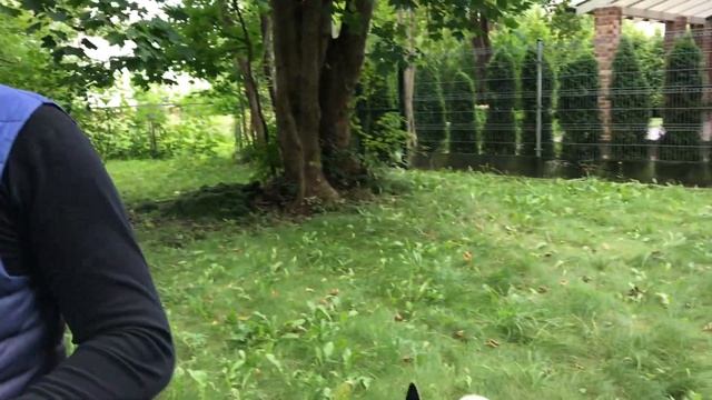 Американская Акита. Ханса & Хаммер смотреть онлайн