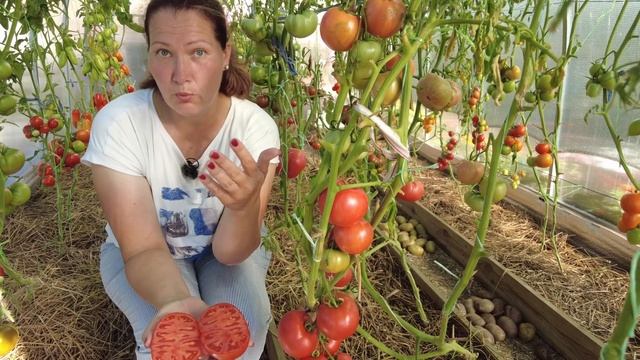Томат Падишах исходит соком и сахаром! Идеальный салатный помидор. смотреть онлайн