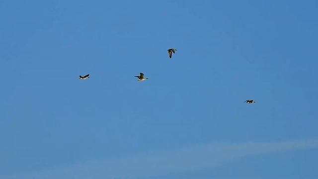 Птицы летят 21 апреля смотреть онлайн