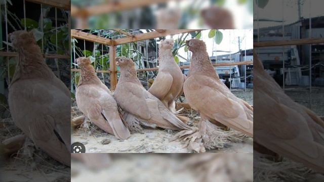 Разведение Узбекских голубей смотреть онлайн