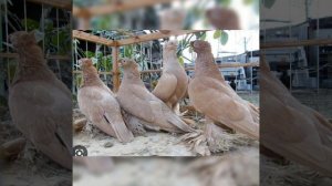 Разведение Узбекских голубей