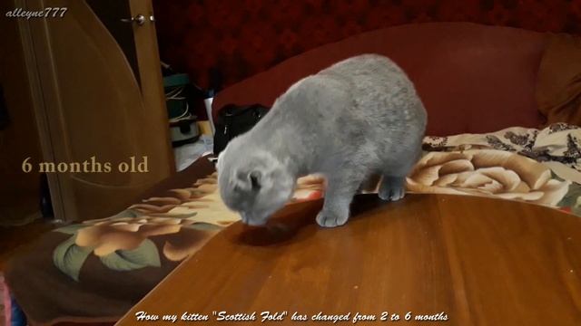 How my kitten Scottish Fold has changed from 2 to 6 months смотреть онлайн