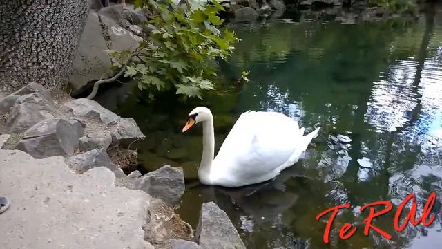 Воронцовский парк - Воронцовские пруды в Алупке - Крым. смотреть онлайн