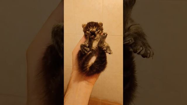 🐈🐈_⬛❤️❤️❤️ смотреть онлайн