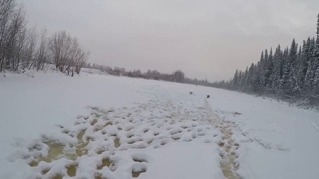 РЫБАЛКА С НОЧЁВКОЙ В РЫБАЦКОЙ ИЗБЕ #2 \ Окунь и плотва на блесну \ На палках опять ЯЗИ да НАЛИМЫ смотреть онлайн