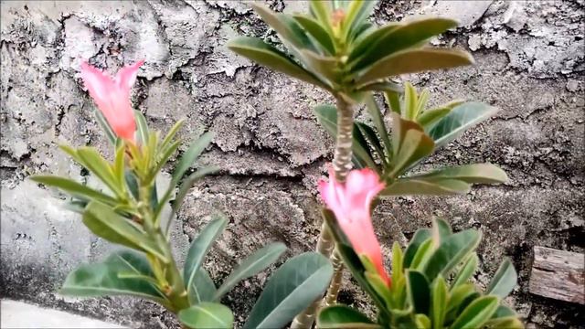 Adenium SOMALENSE