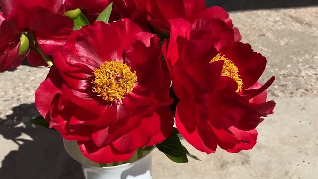 Peony Mackinac Grand пион Макинак Гранд в Великом Новгороде 2021 смотреть онлайн