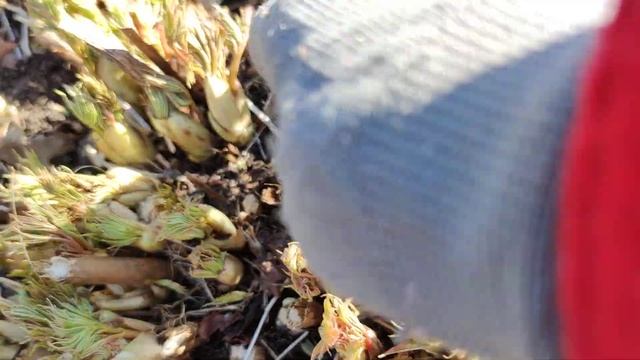 Две важные работы с волжанкой в весенний период смотреть онлайн