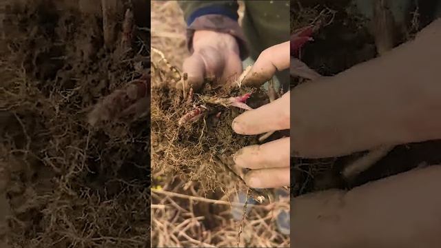 Хорошее растение для сада. Рассказывает Алексей Брюханов. #ландшафтныйдизайн #творческийпроцесс смотреть онлайн