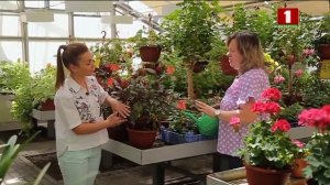 Все о фуксии