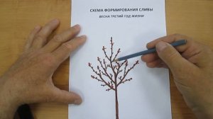 Формирование сливы