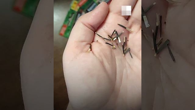 Пора сеять бархатцы на рассаду: какие сорта выбрать и как правильно их посеять | NGS.RU смотреть онлайн