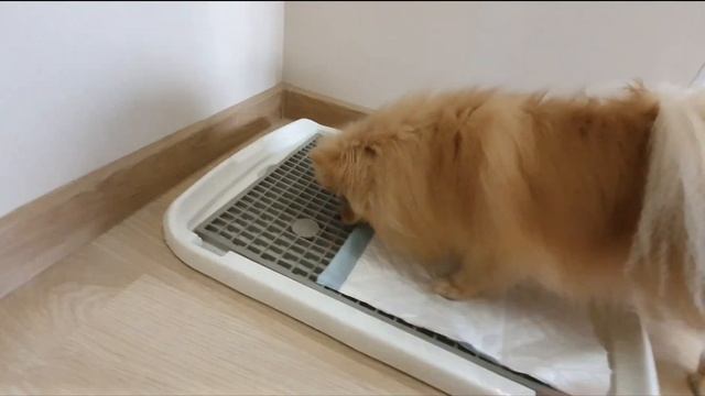 Как приучить щенка к пеленке? Опыт шпицинки Баси! смотреть онлайн
