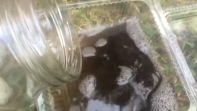 Toyota Prius очистка автокондиционера_8 смотреть онлайн