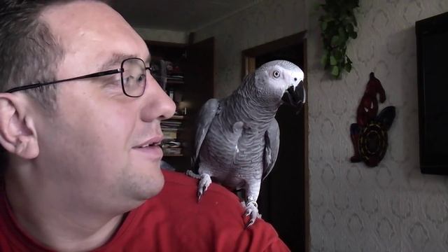 Попугай Григорий жжет - 1 сезон, 2 серия смотреть онлайн