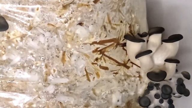 Грибний мішок для вирощування "Українські гливи" смотреть онлайн