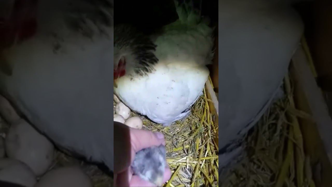 Первенец из гнезда смотреть онлайн