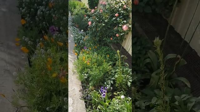 Сказочное цветение сорт розы Августа Луиза 20 мая смотреть онлайн