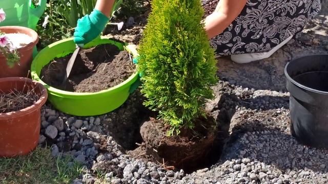 КАК САЖАТЬ ТУИ. Туя западную СМАРАГД ГОЛД