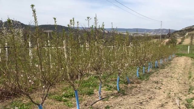 Миндаль Вайро, Маринада в Крыму 28 апреля 2021 смотреть онлайн