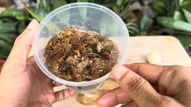 Cho 1 lá lan vào trứng lập tức mọc ra rễ và lá mới theo cách kỳ lạ này смотреть онлайн