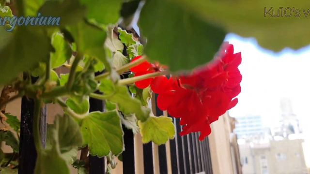 Beautiful flowers.. Pelargonium смотреть онлайн