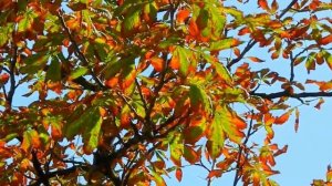 Футаж Осенние Листья. Футаж Осень. Футажи для видеомонтажа. Осенний футаж. Видеофутажи