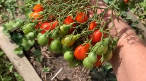 Томаты в открытом грунте.