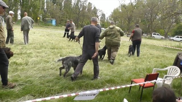 59-я открытая Краснодарская выставка собак охотничьих пород. смотреть онлайн
