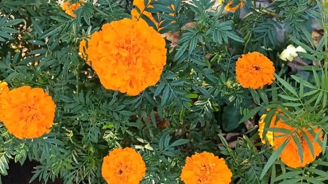 1 декабря народный праздник День Романа и Платона. Что делать нельзя. Народные приметы и традиции. смотреть онлайн