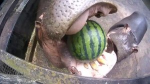 Как бегемот ест арбуз
