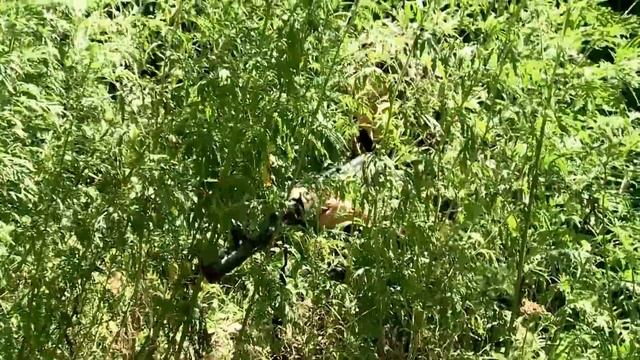 Страйкбол. Донецк 02.08.2015