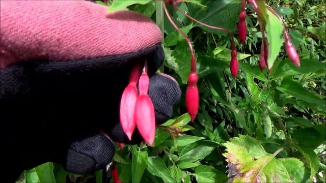 Hardy fuchsia (Fuchsia magellanica) смотреть онлайн