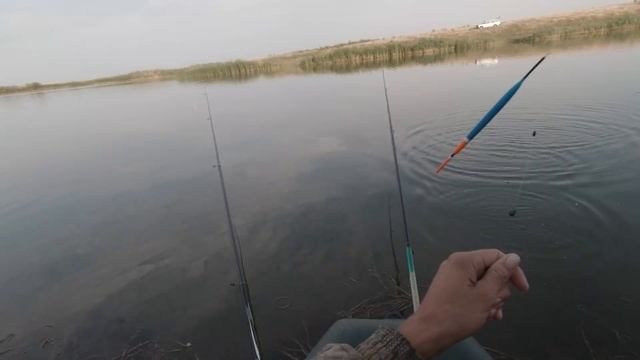 УТРЕННИЙ КЛЁВ КАРПЯТ на пруду в августе смотреть онлайн