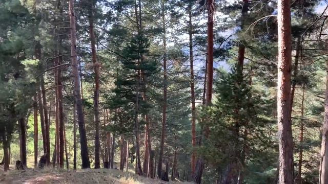 Муслах I смотреть онлайн