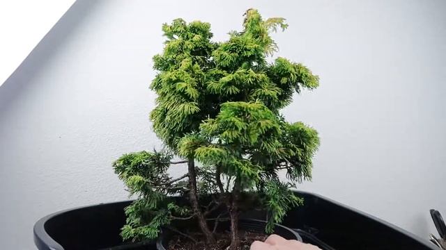 Verdon Hinoki Cypress (Chamaecyparis obtusa 'Verdoni') | Initial Prep | Pre-bonsai смотреть онлайн