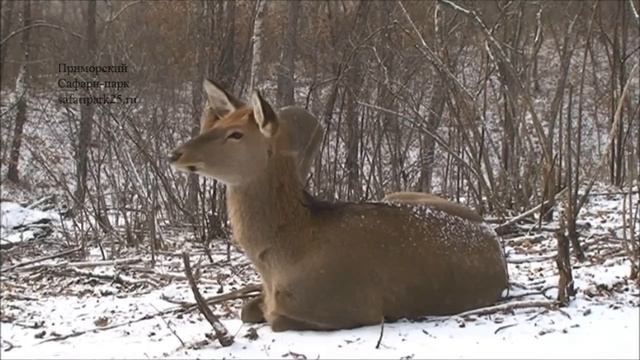 Игры Амура и Тимура смотреть онлайн