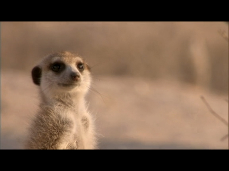 Сурикаты: Секрет суперзвезд животного мира (Meerkats: The Secrets of an Animal Superstar) смотреть онлайн