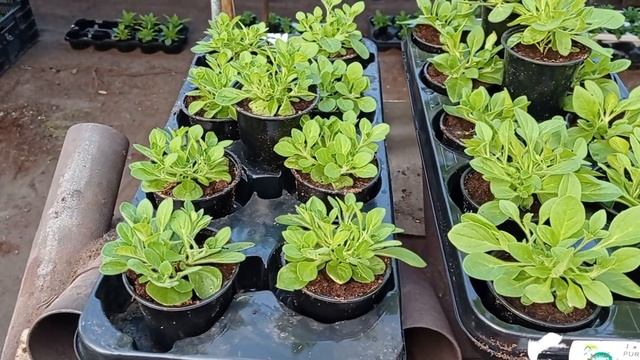 ВАЖНЫЕ МОМЕНТЫ ПРИ ВЫСАДКЕ АМПЕЛЬНОЙ ПЕТУНИИ В КАШПО. смотреть онлайн