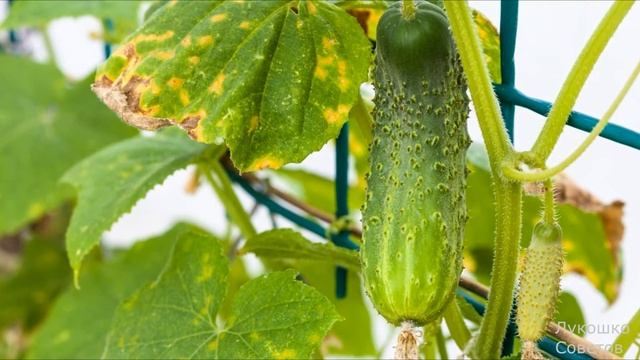 Желтеют и Скручиваются Листья У Огурцов Лучшие Народные Способы Когда Сохнут Края Листьев у Огурцов смотреть онлайн