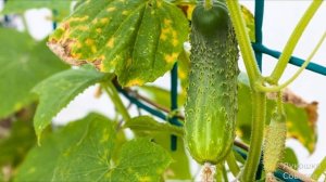 Желтеют и Скручиваются Листья У Огурцов Лучшие Народные Способы Когда Сохнут Края Листьев у Огурцов