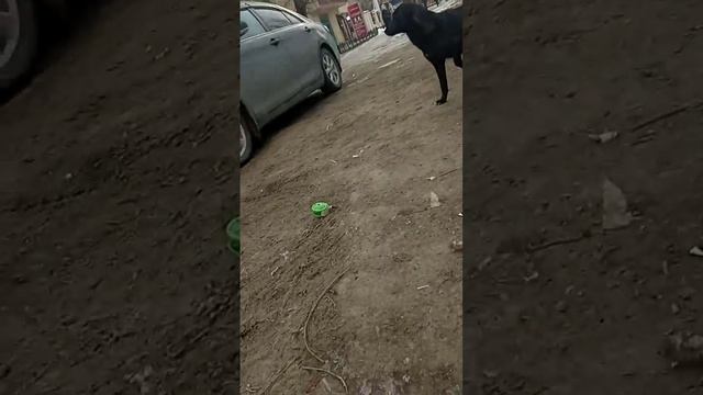 Уличная собака голодная и раненая на одну лапу. смотреть онлайн