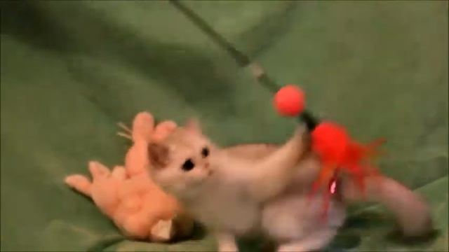 ELIT BELL британская серебристая затушеванная шиншилла смотреть онлайн