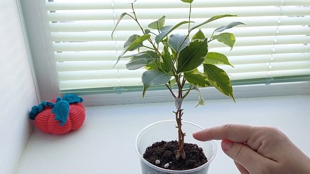 Фикус.Обрезка фикуса весной. Создание формы.Фикус Бенджамина #фикус #обрезкафикуса