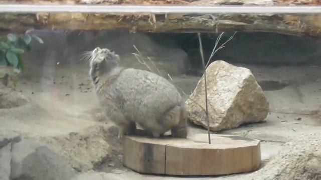 [Pallas’s cat] [manul] [Манул] おやつを取るためにジャンプするレフくん смотреть онлайн