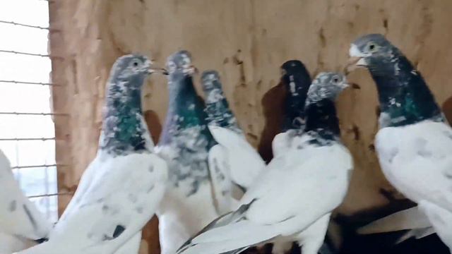 teddy for sale 5 pair 9646545783 Verma Bhai all india transport available 🚚🚚 смотреть онлайн