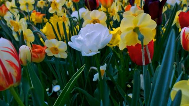 Hofgarten - Englischer Garten München смотреть онлайн